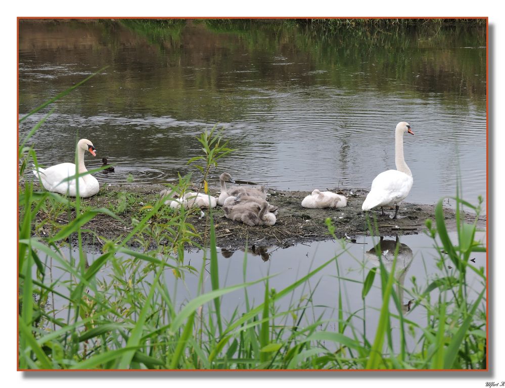 Schwanenfamilie