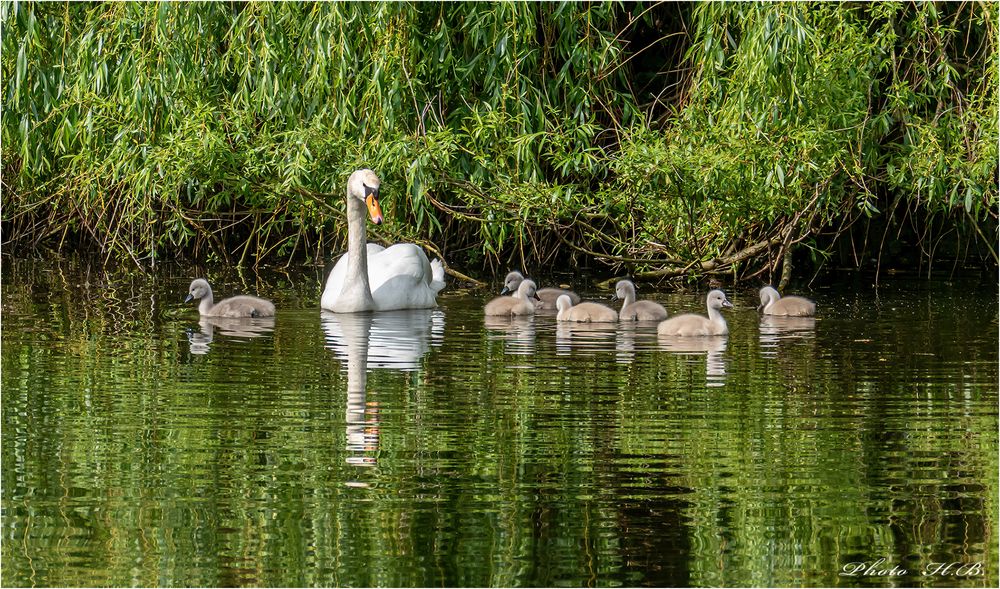 Schwanenfamilie