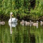 Schwanenfamilie