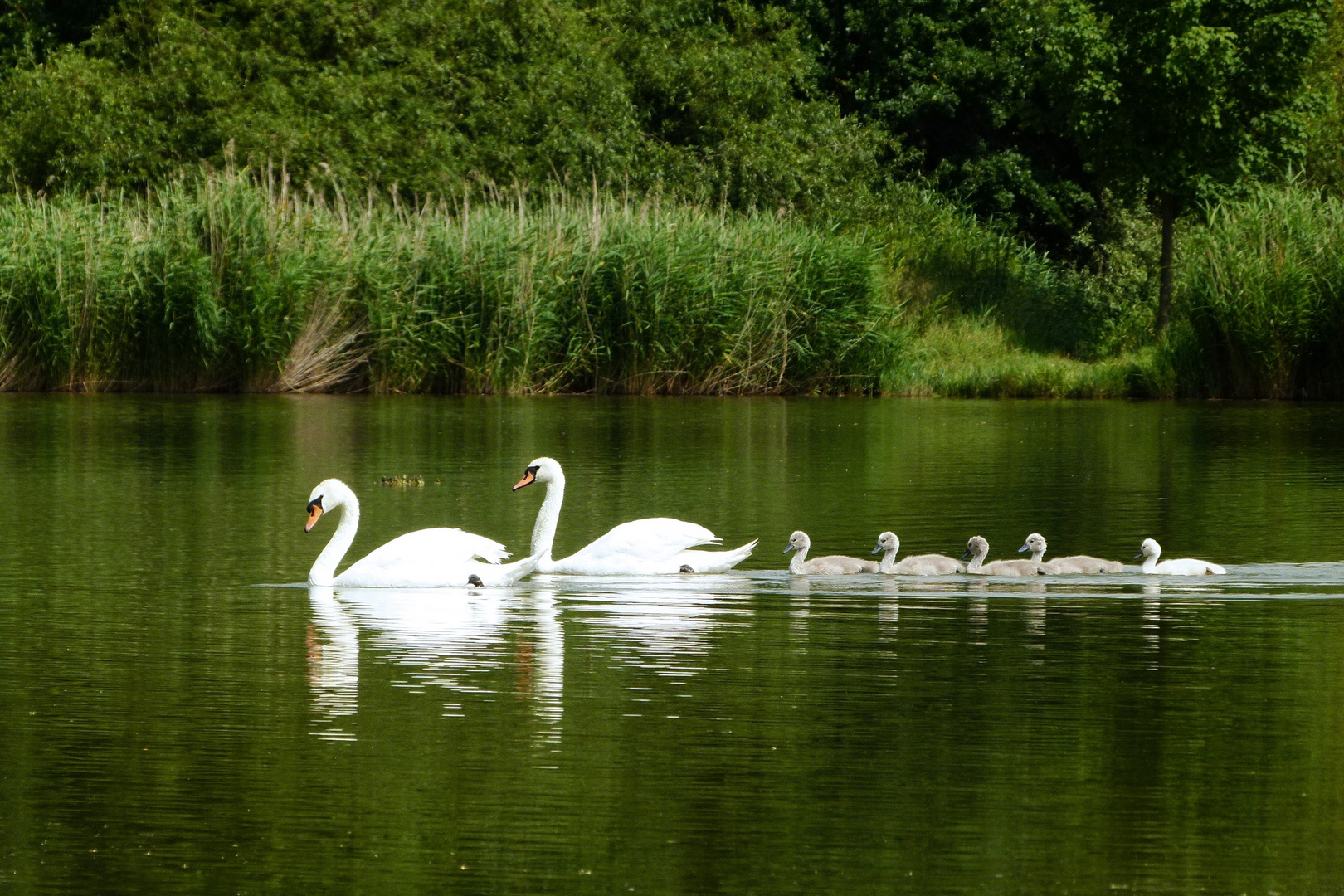 Schwanenfamilie