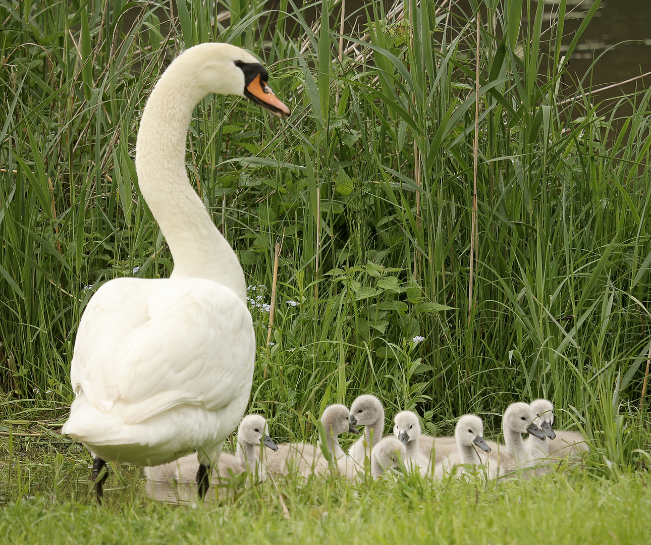 Schwanenfamilie die zweite