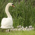 Schwanenfamilie die zweite