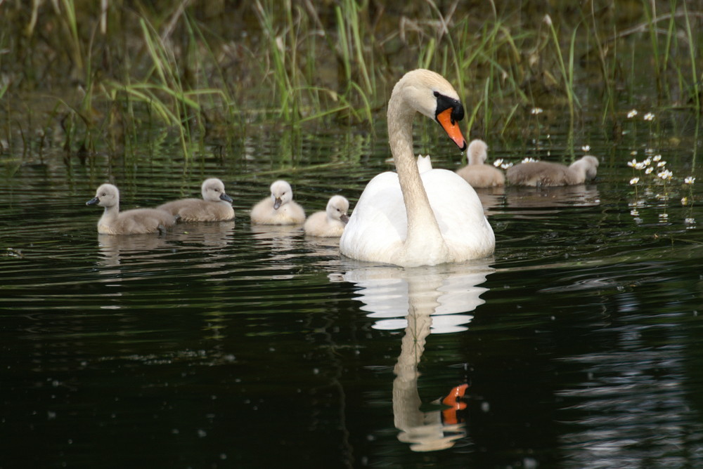 Schwanenfamilie