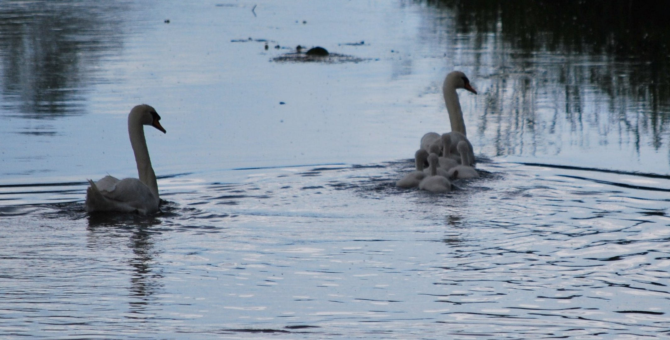 Schwanenfamilie !