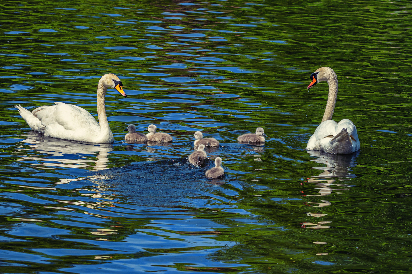 Schwanenfamilie erste Ausflug