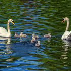 Schwanenfamilie erste Ausflug