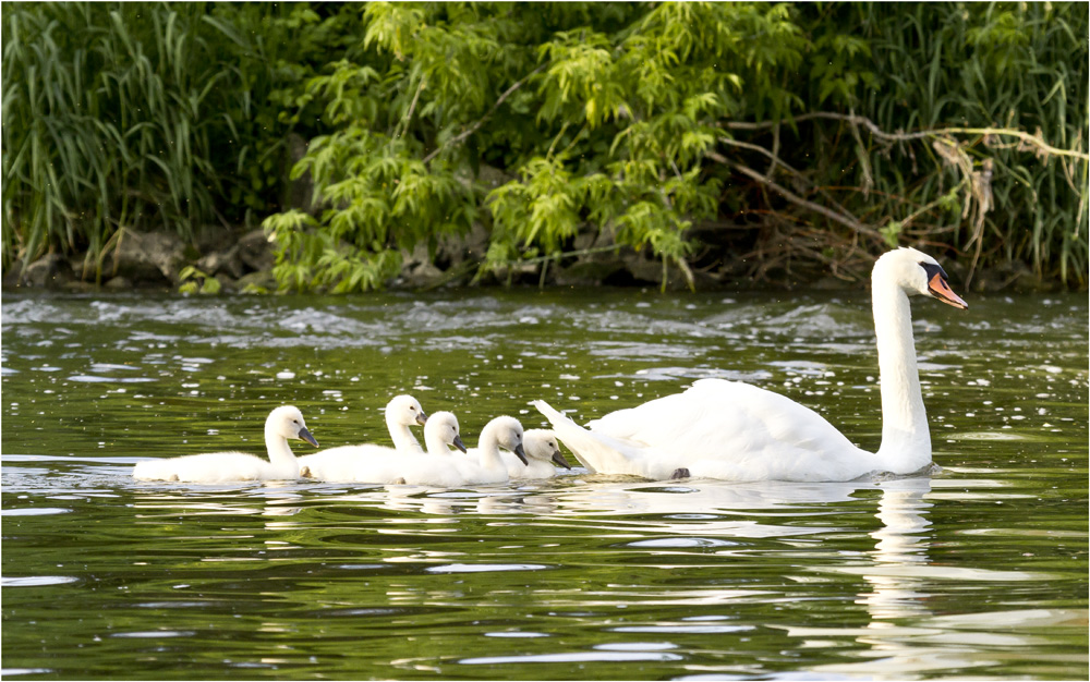 Schwanenfamilie