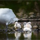 Schwanenfamilie