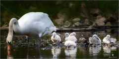 Schwanenfamilie