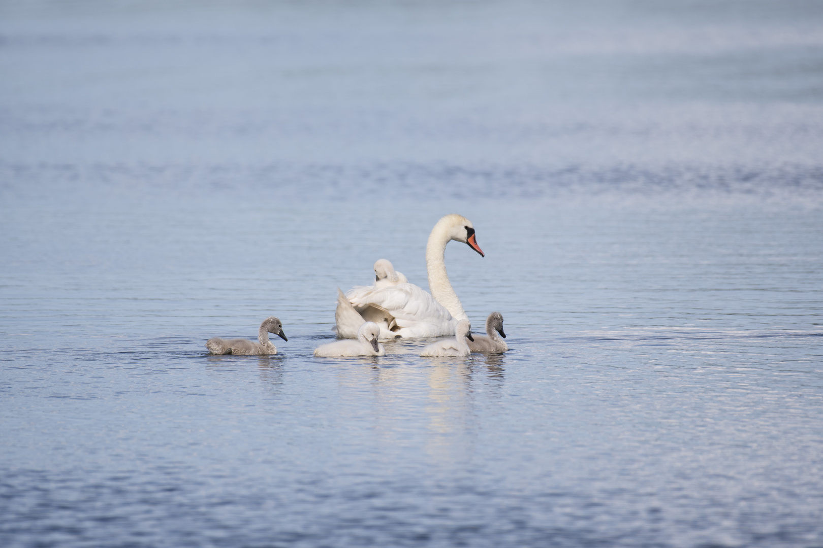 Schwanenfamilie II