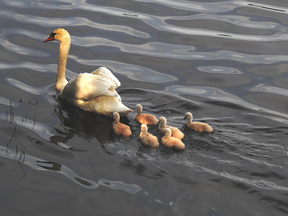 Schwanenfamilie im Abendlicht