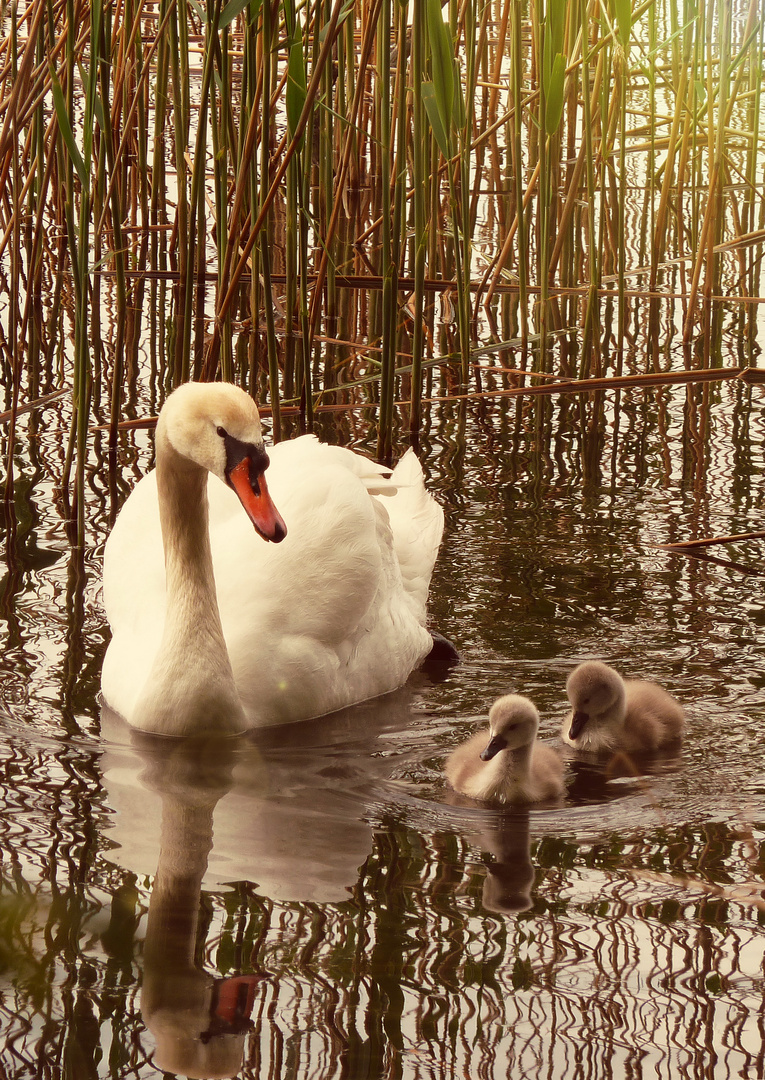 Schwanenfamilie im Abendlicht