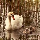 Schwanenfamilie im Abendlicht