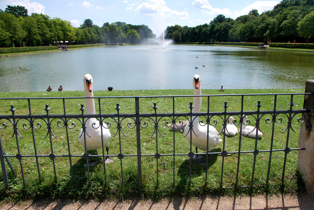 Schwanenfamilie im Großen Garten ( Dresden )