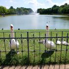 Schwanenfamilie im Großen Garten ( Dresden )