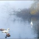 Schwanenfamilie im Morgennebel