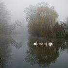 Schwanenfamilie im Nebel 