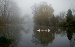 Schwanenfamilie im Nebel 