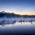 Schwanenfamilie im Nebel