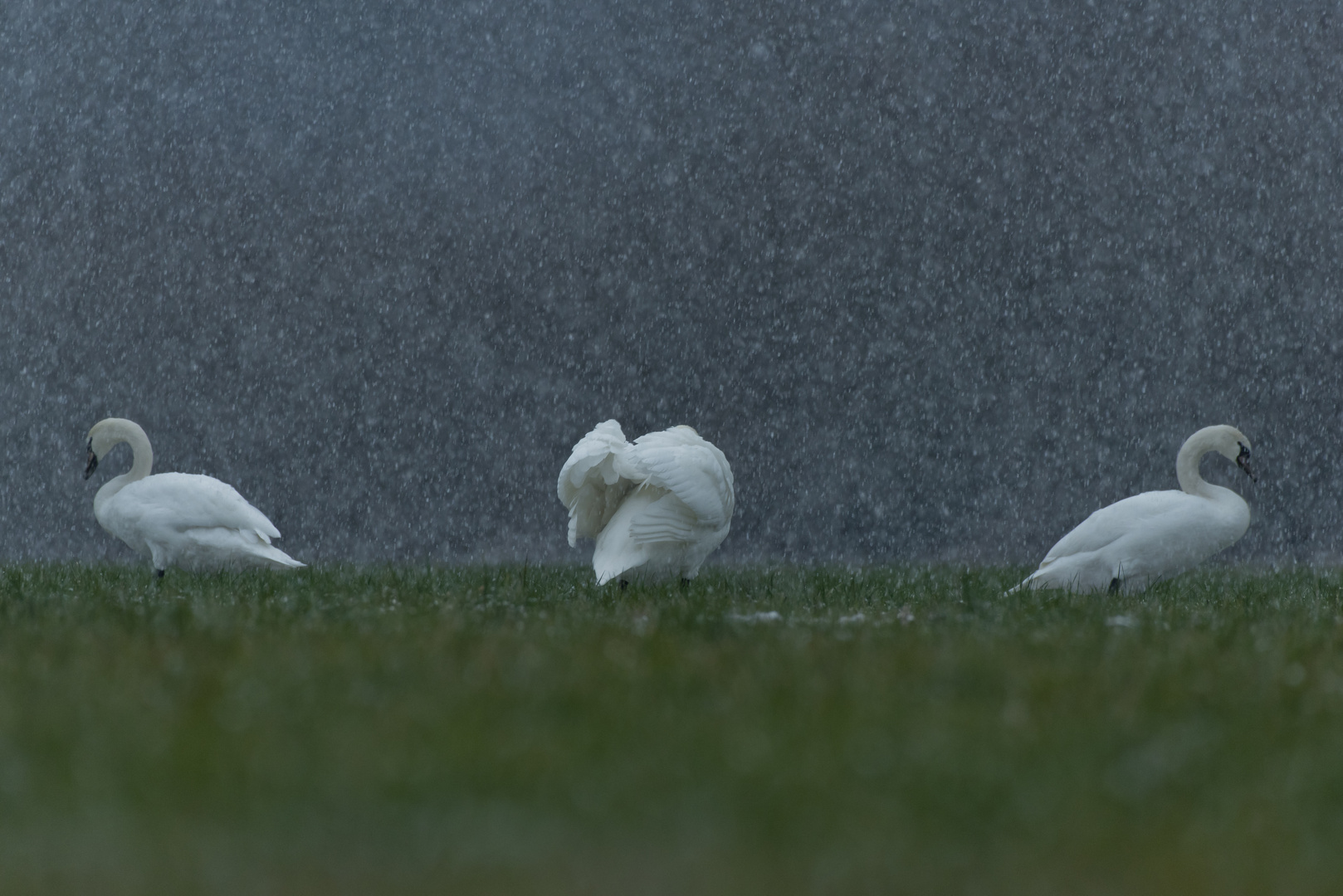 Schwanenfamilie im Schneetreiben