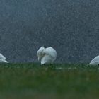 Schwanenfamilie im Schneetreiben