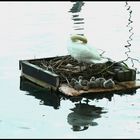 Schwanenfamilie im schwimmenden Häuschen