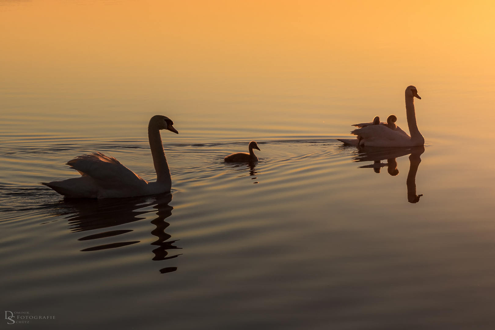 Schwanenfamilie im Sonnenaufgang