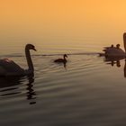 Schwanenfamilie im Sonnenaufgang