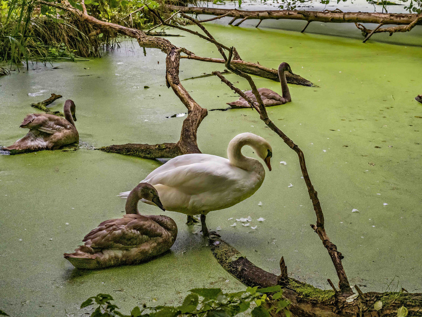 Schwanenfamilie im Wasserlinsenteich