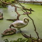 Schwanenfamilie im Wasserlinsenteich