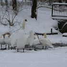 Schwanenfamilie im Winter