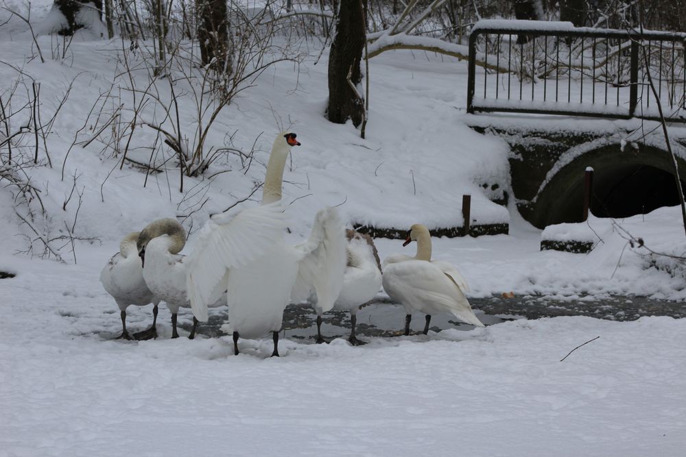 Schwanenfamilie im Winter