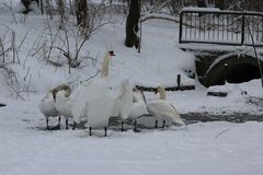 Schwanenfamilie im Winter