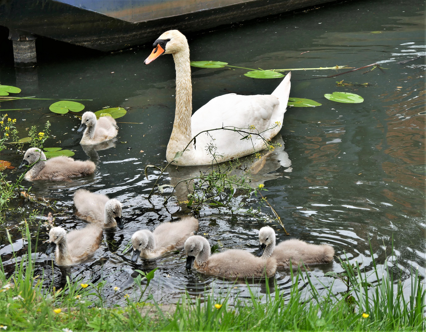 Schwanenfamilie im Wörlitzer Park