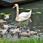 Schwanenfamilie im Wörlitzer Park