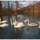 Schwanenfamilie in der Abendsonne