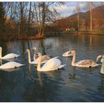 Schwanenfamilie in der Abendsonne