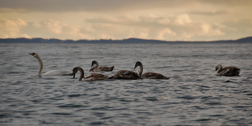 Schwanenfamilie in der Ostsee vor Rügen