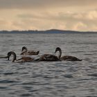 Schwanenfamilie in der Ostsee vor Rügen