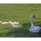 Schwan(enfamilie) in Grütze