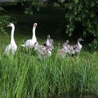 Schwanenfamilie mit ihren 7 Jungschwänen 