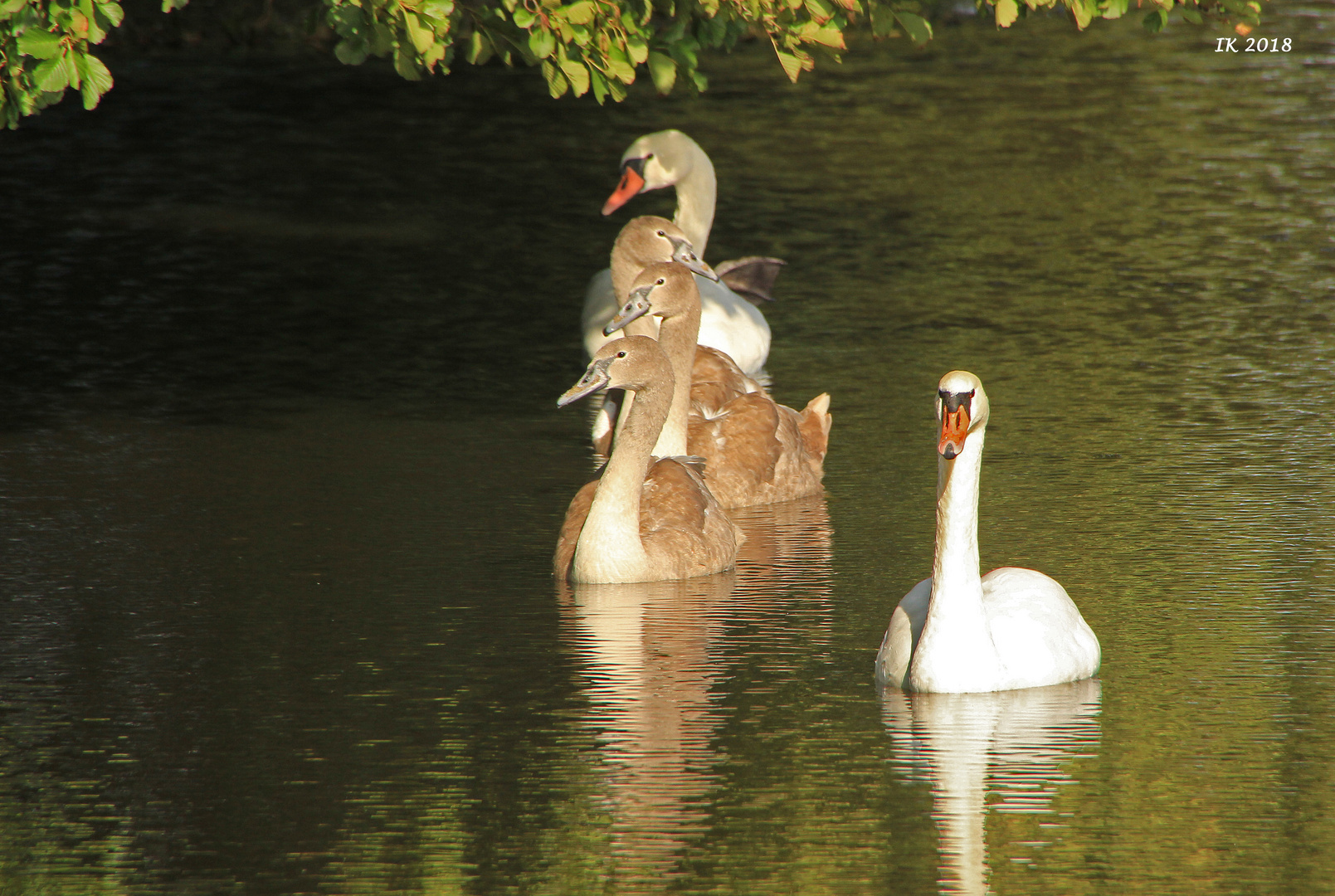 Schwanenfamilie mit Spiegelung