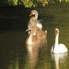 Schwanenfamilie mit Spiegelung