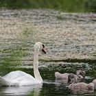 Schwanenfamilie - Schwänin mit Küken