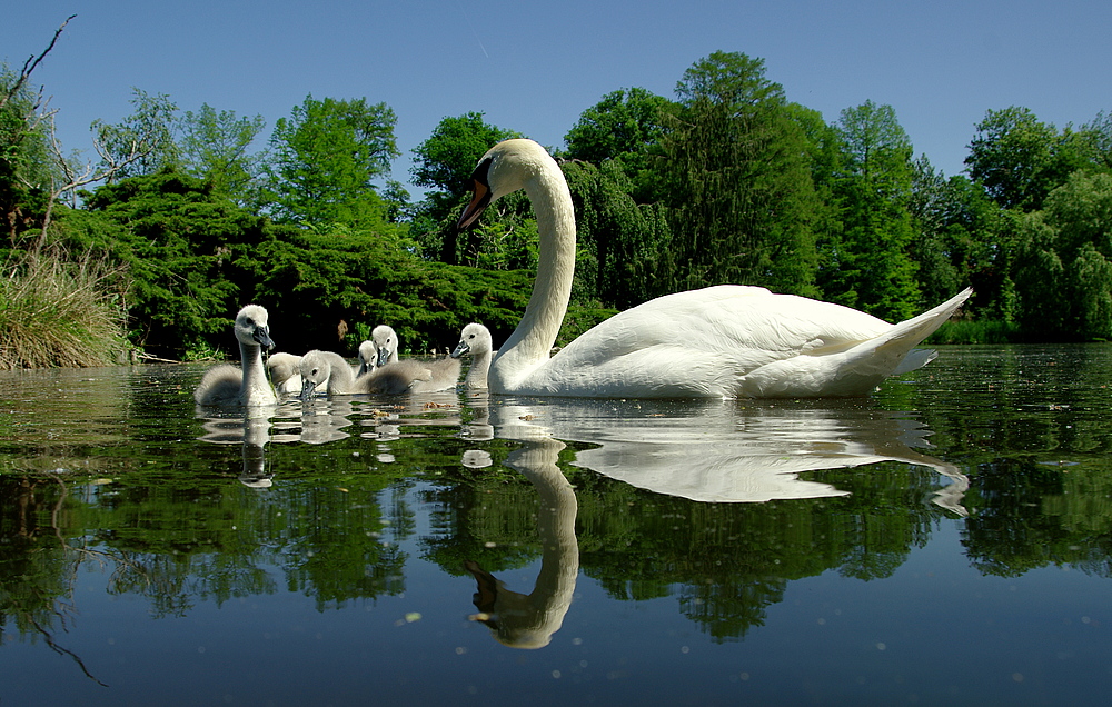 Schwanenfamilie von Sanssouci