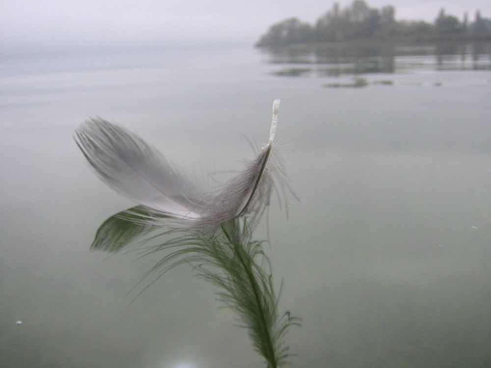 Schwanenfeder auf dem Bodensee