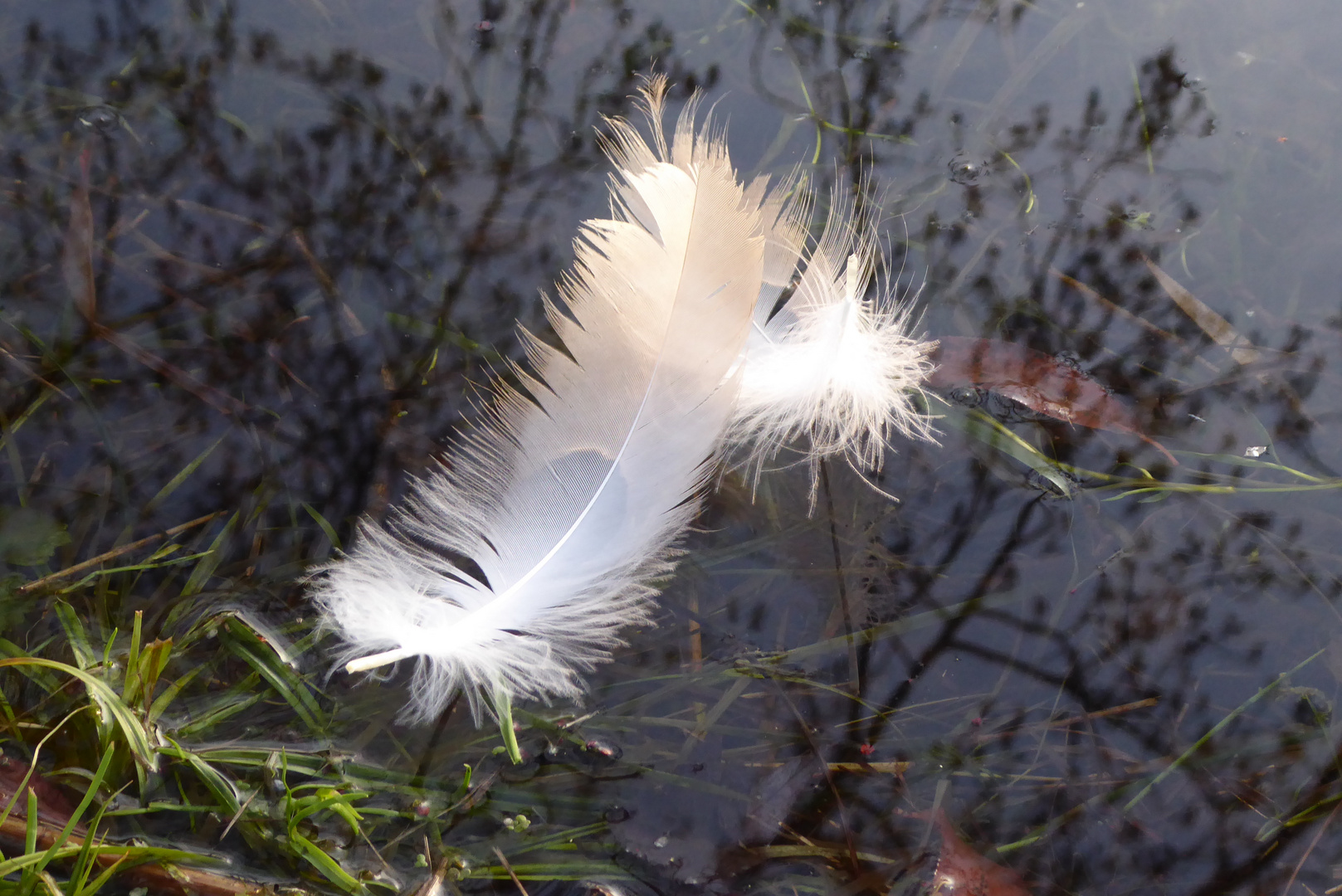 Schwanenfeder auf dem Teich