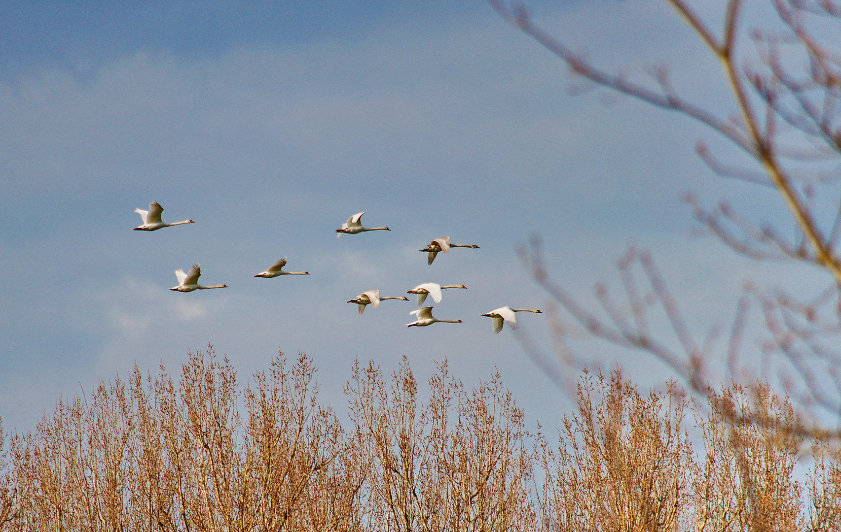 Schwanenflug