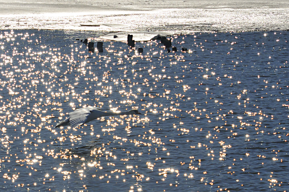 Schwanenflug