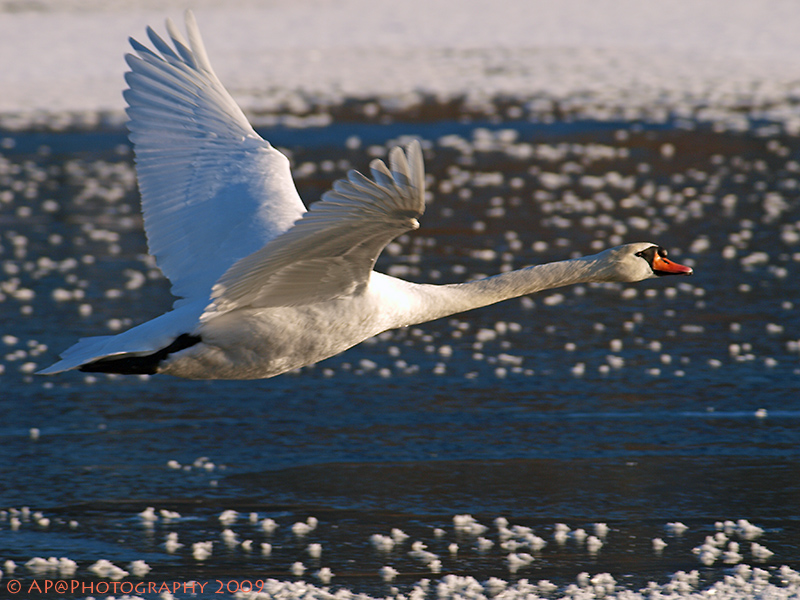 Schwanenflug